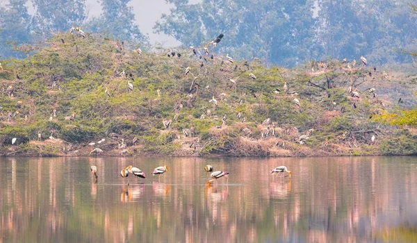 Featured Image of Sultanpur National Park (Bird Sanctuary)